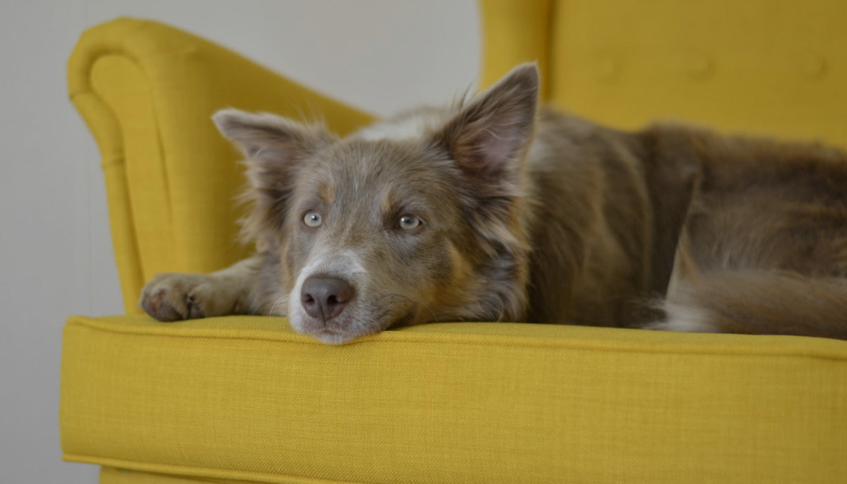 TELAS RESISTENTES PARA MASCOTAS: PROTEGE TUS MUEBLES